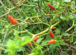 山里さん家のとうがらし