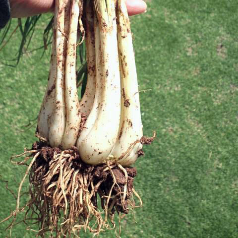 島らっきょう〜アグリット久米島