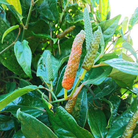 島らっきょう〜アグリット久米島